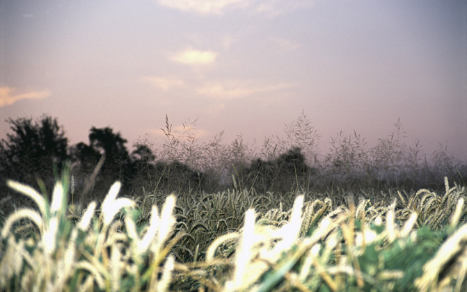 Natur